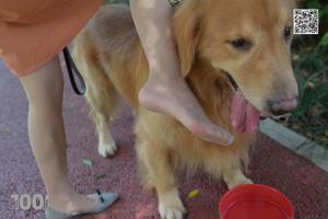 Veramente "Lovely Pets at Home 1" [IESS Mille e una notte] Belle gambe in calze